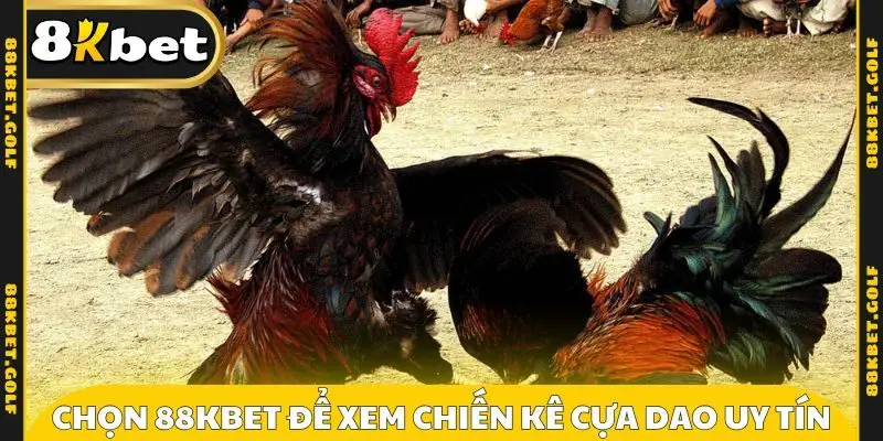 Chọn 88kbet để xem chiến kê cựa dao uy tín