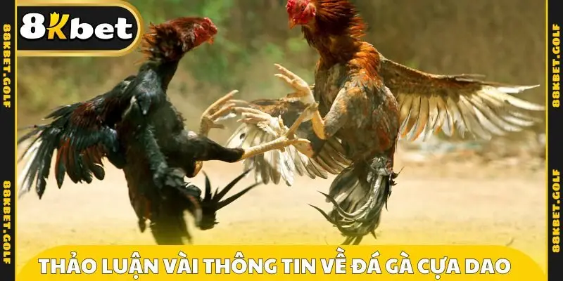 Thảo luận vài thông tin về đá gà cựa dao