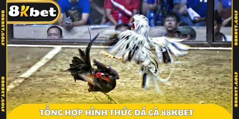 Tổng hợp hình thức đá gà 88KBET